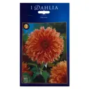 Георгина Фабуки Оранж (I)