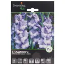Гладиолус крупноцветковый Коста 12/14, 7 шт