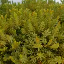 Можжевельник лежачий «Нана» С15/60-80