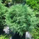 Можжевельник казацкий «Мас» С7.5/40-60