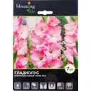 Гладиолус крупноцветковый «Бон Файд»