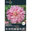 Георгина «Бристол Страйп»