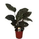 Калатея Сандериана 14х60 см