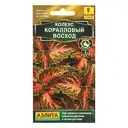 Колеус блюме «Коралловый восход»