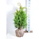 Кипарисовик Ивонна, D13, H30