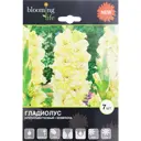 Гладиолус крупноцветковый «Кемерово»