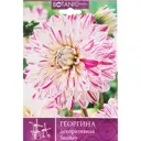Георгина декоративная «Смоки»