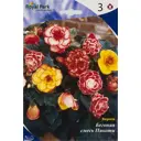 Бегония «Пикоти», смесь, 5/6