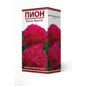 Пион молочноцветковый «Феликс Крауссе», высота 50 см, 1 шт.