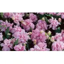 Калистегия плющевидная «Флоре Плено» P9