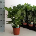 Фатсия японская ø13 h40 см Росток