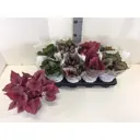 Бегония «Leaf Rex» 12х22 см