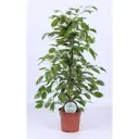 Фикус Бенджамина Golden King ø17 h75 см Росток