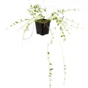 Барвинок малый «Альба» P9