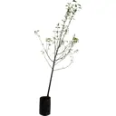 Слива домашняя «Ренклод» 7-12 л 180-220 см