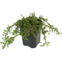 Можжевельник прибрежный «Шлягер» h15-20 см