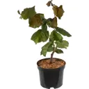 Лещина «Ред Маджестик» D17 30-40 см