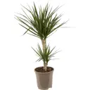 Драцена Marg Toef 2pp 17х70 см