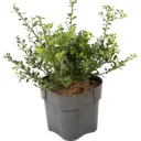 Падуб Крената «Глори Гем» D17 20-25 см