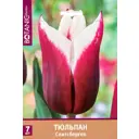 Тюльпан Триумф Спитсберген 11/12, 7 шт