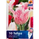 Тюльпан Триумф «Хемисфеар»