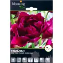 Тюльпан «Шоукейс», 12 см