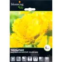 Тюльпан Голден Гейт 12/plus, 5 шт.