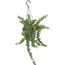 Рассада «Лобулария ампельная», 25x21 см