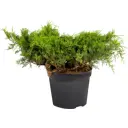 Можжевельник китайский «Куривао Голд» 7.5-10 л 40 см