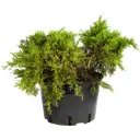 Можжевельник средний «Олд Голд» С10/40-60