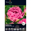 Тюльпан «Оэрал» 12