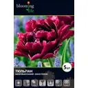 Тюльпан «Девид Тенирс» 12, 5 шт.