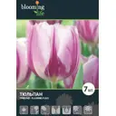Тюльпан «Флеминг Клаб» 12, 5 шт.