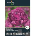 Тюльпан «Мариола» 12
