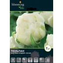 Тюльпан «Айс Эйдж» 12