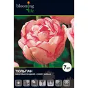 Тюльпан «Черри Ванила» 12