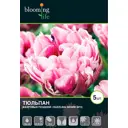 Тюльпан «Деззлинг Дизайя» 12, 5 шт.