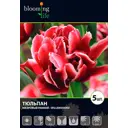 Тюльпан «Вилемсурд» 12