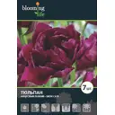 Тюльпан «Шоукейс» 12