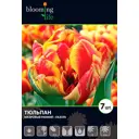 Тюльпан «Силеста» 12, 7 шт.