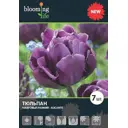 Тюльпан «Аликанте» 12, 7 шт.