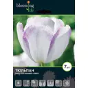 Тюльпан «Тюльпан Гвен» 12