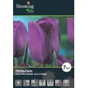 Тюльпан «Блю Эмэйбл», диаметр луковицы 40-45 мм, 7 шт.