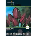 Тюльпан «Волфлавер» 12