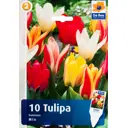 Тюльпаны «Фостера», гибридные, микс, 11х12 см
