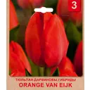 Тюльпан «Orange Van Eijk» размер луковицы 10/11, 3 шт.