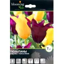 Тюльпан лилиецветный «Дуэт-Микс»