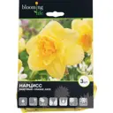 Нарцисс махровый «Оранж Джус»