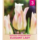 Тюльпан «Elegant Lady» размер луковицы 10/11, 3 шт.