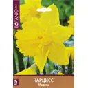 Нарцисс трубчатый «Марик»